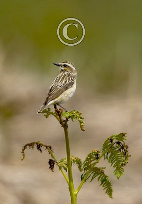 Whinchat (Hen)